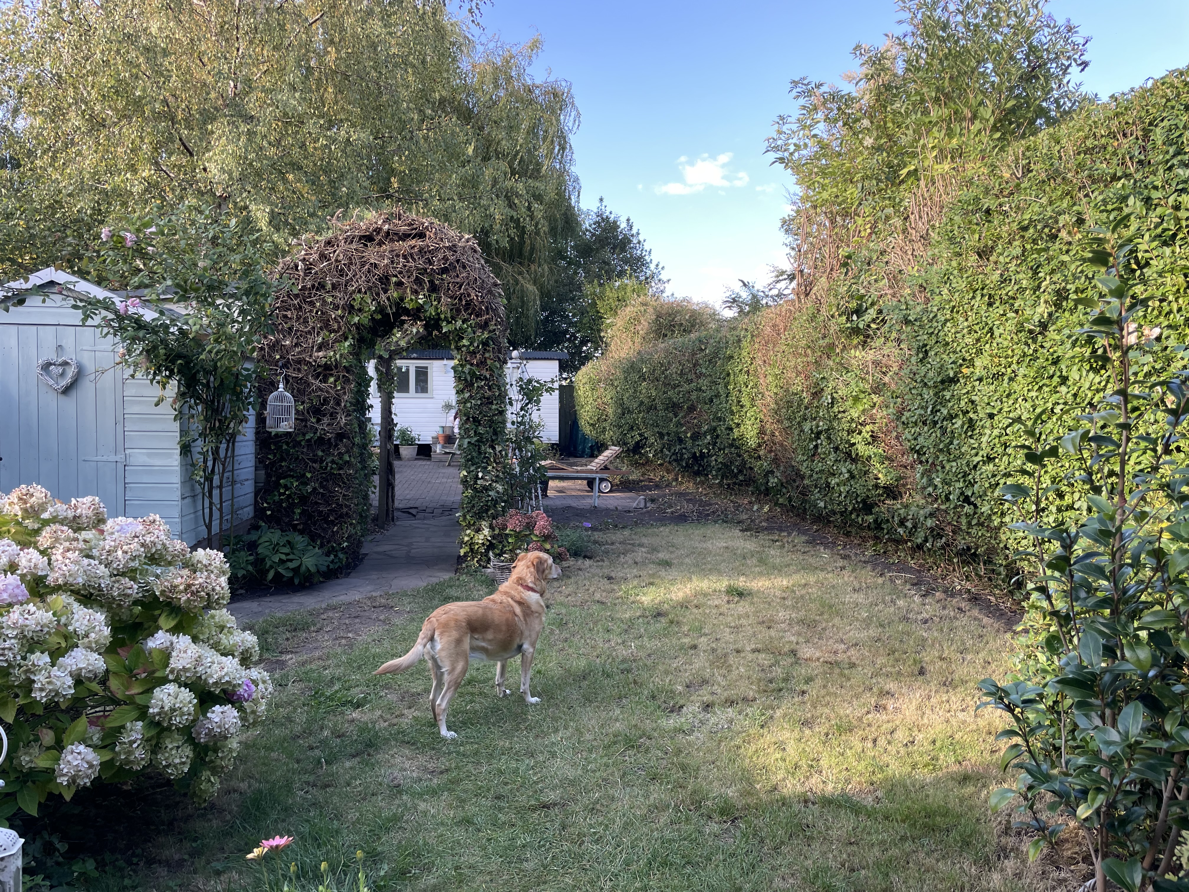 After: Overgrown garden — clearance and reshape