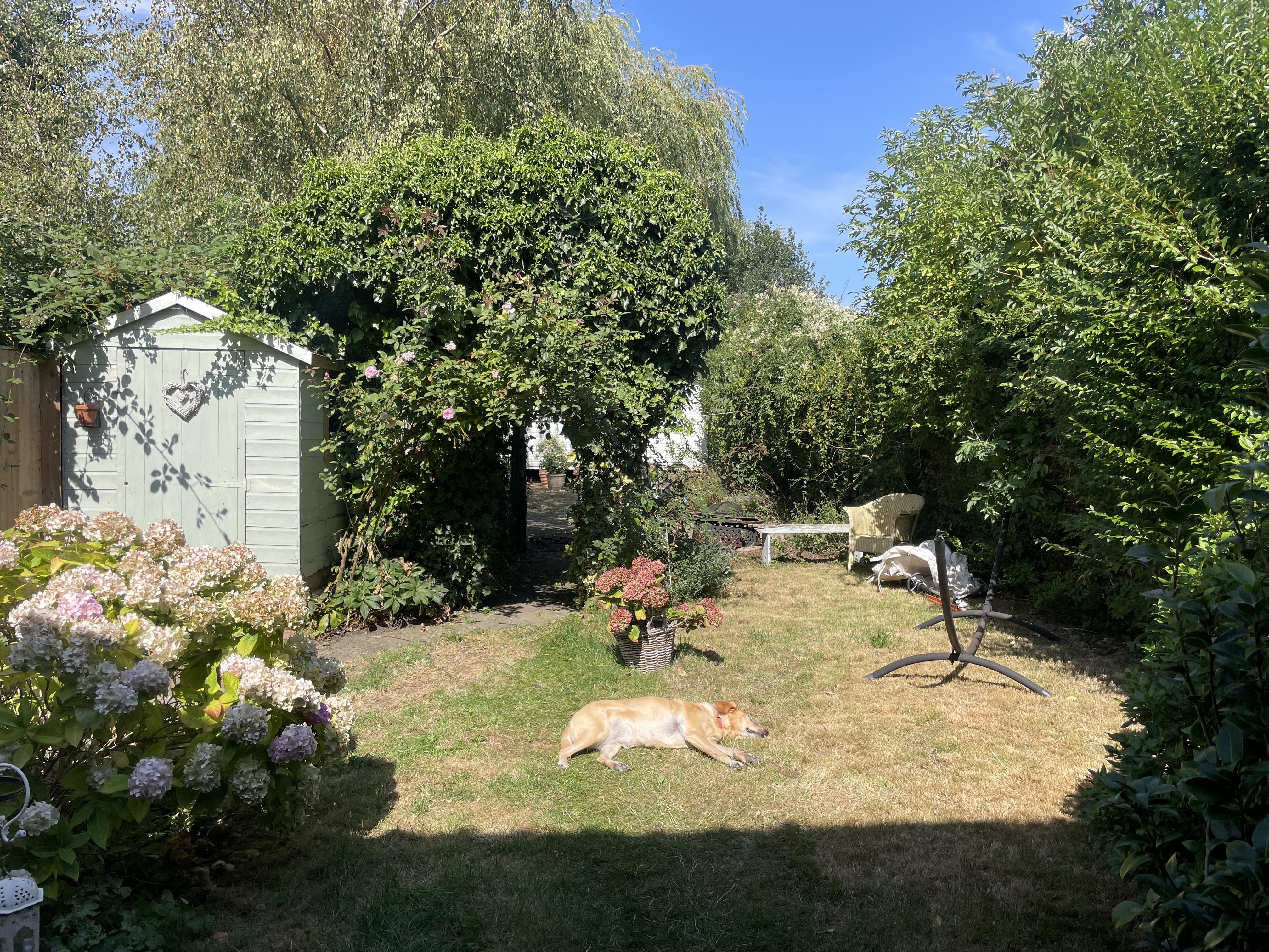 Before: Overgrown garden — clearance and reshape
